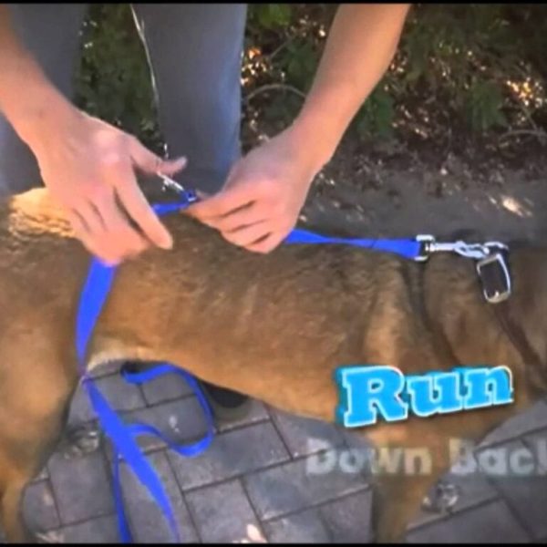 The Instant Trainer Leash – rope for dog